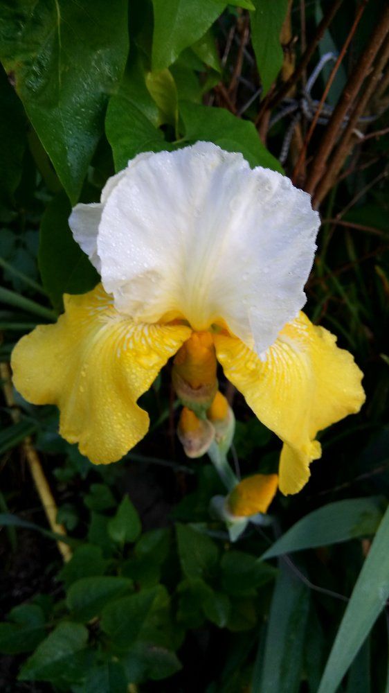 Цветы выращенные мною