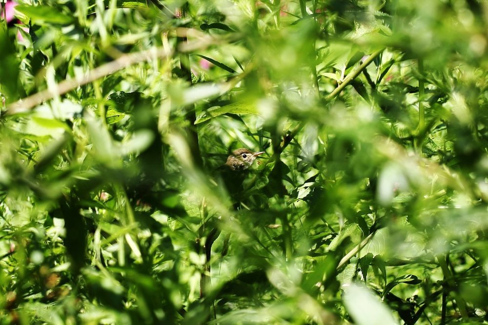 Кто не спрятался, я не виноват...