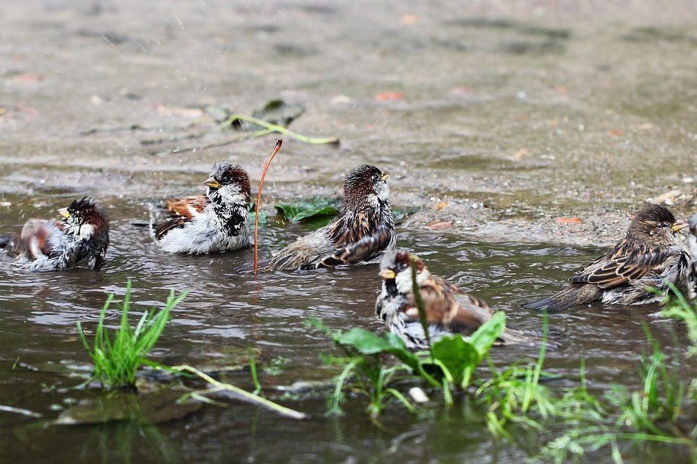 Моемся, купаемся, чистим пёрышки...