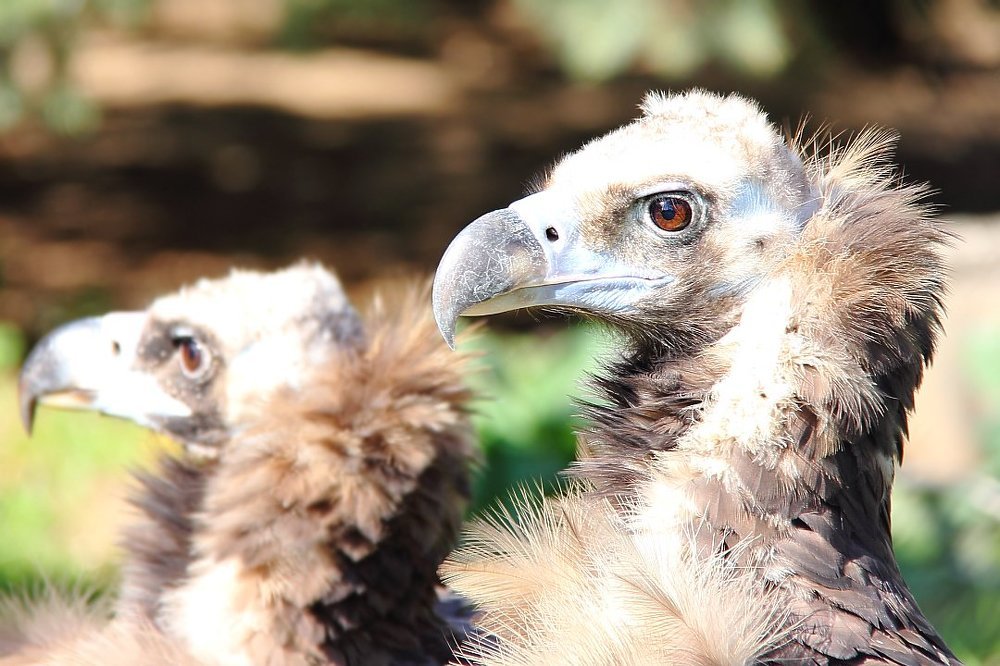 К вам граф орлов, с визитом...