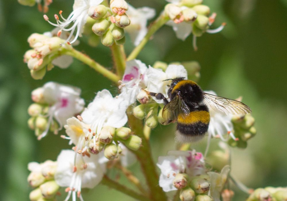 Шмель и каштан