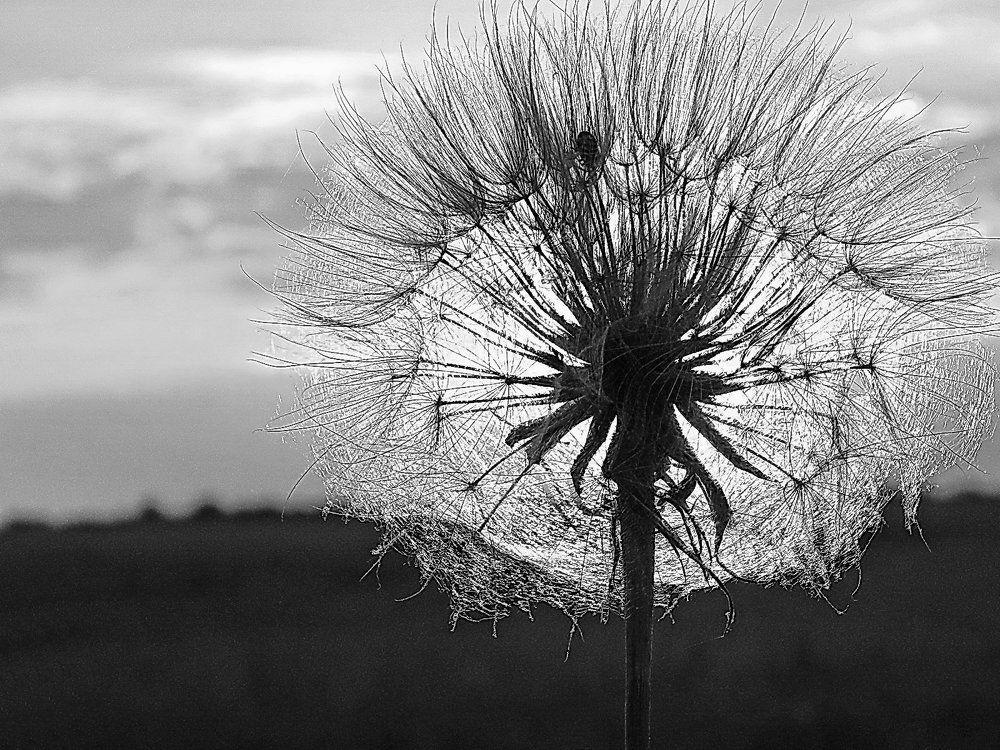 Одуван закатный