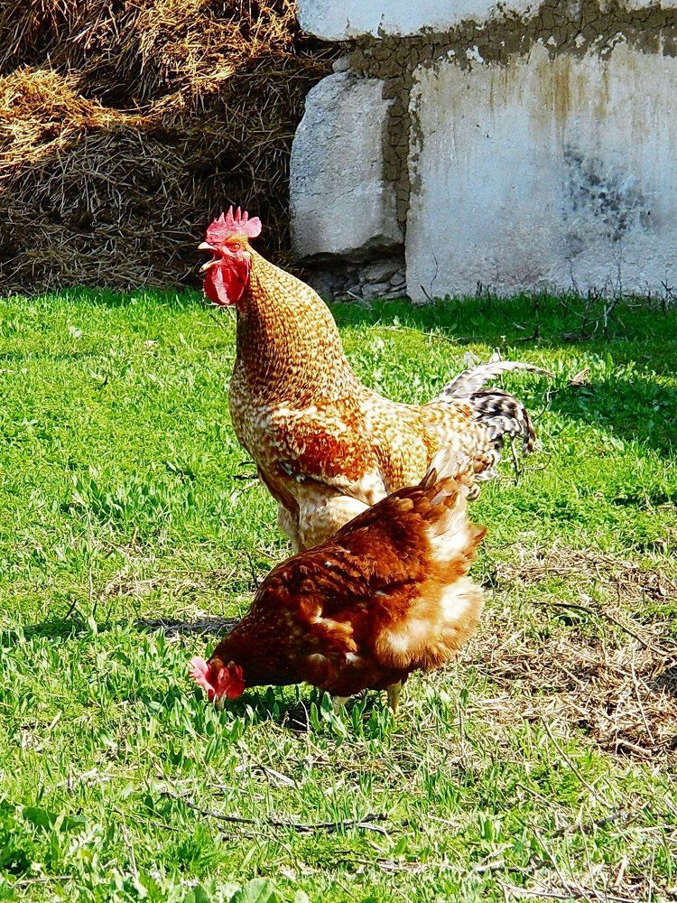 Без курицы петух непременно бы потух