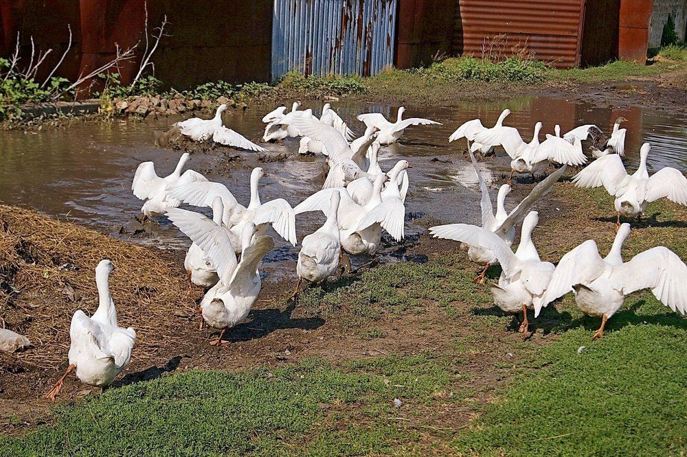 Порыв к воде