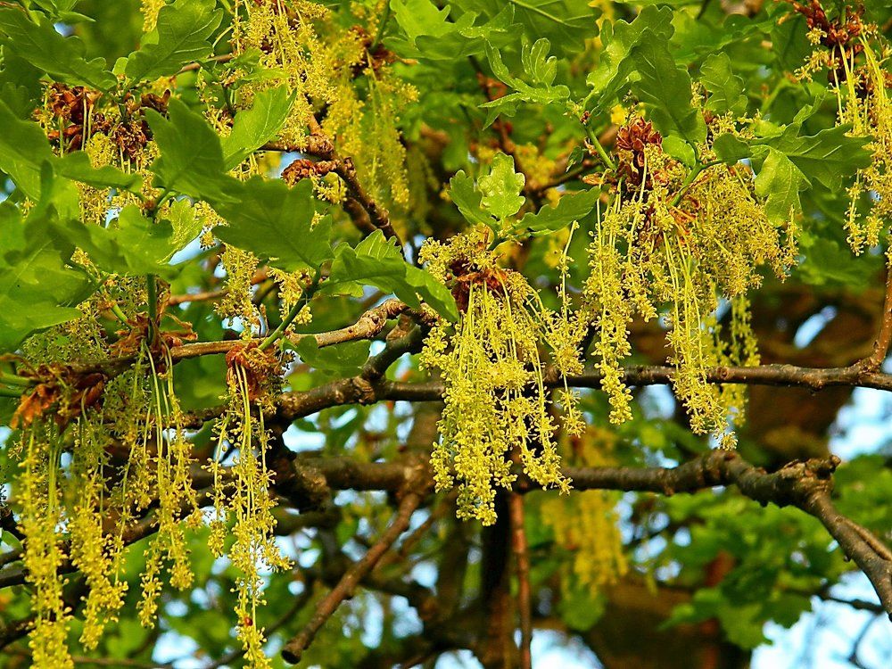 В цвету сады, цветут и рощи, нарядны вишни и дубы