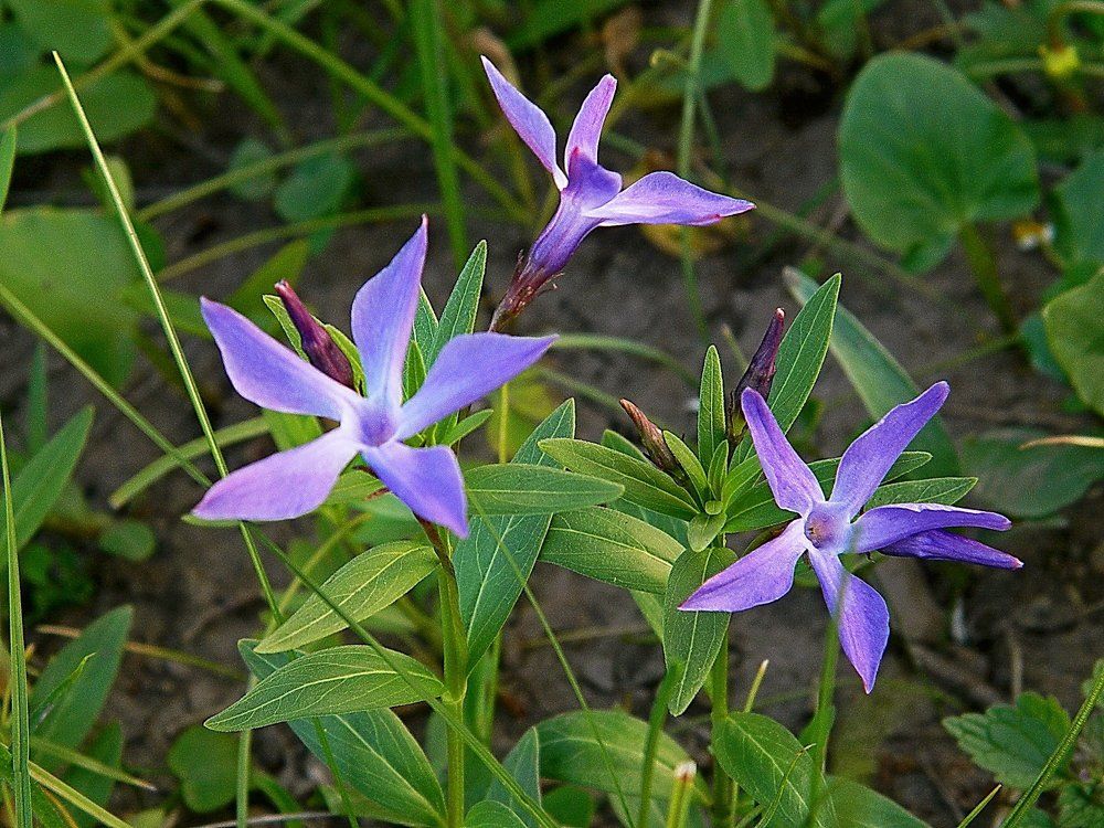 Голубые звезды мая