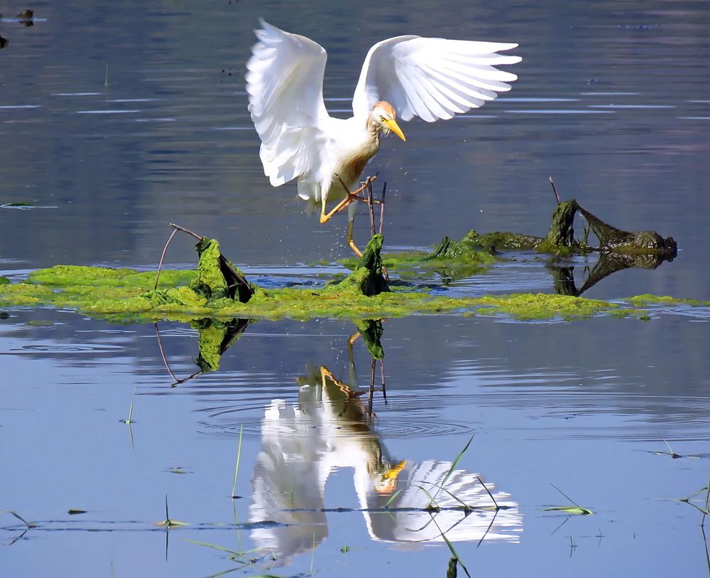 Озеро Хула.