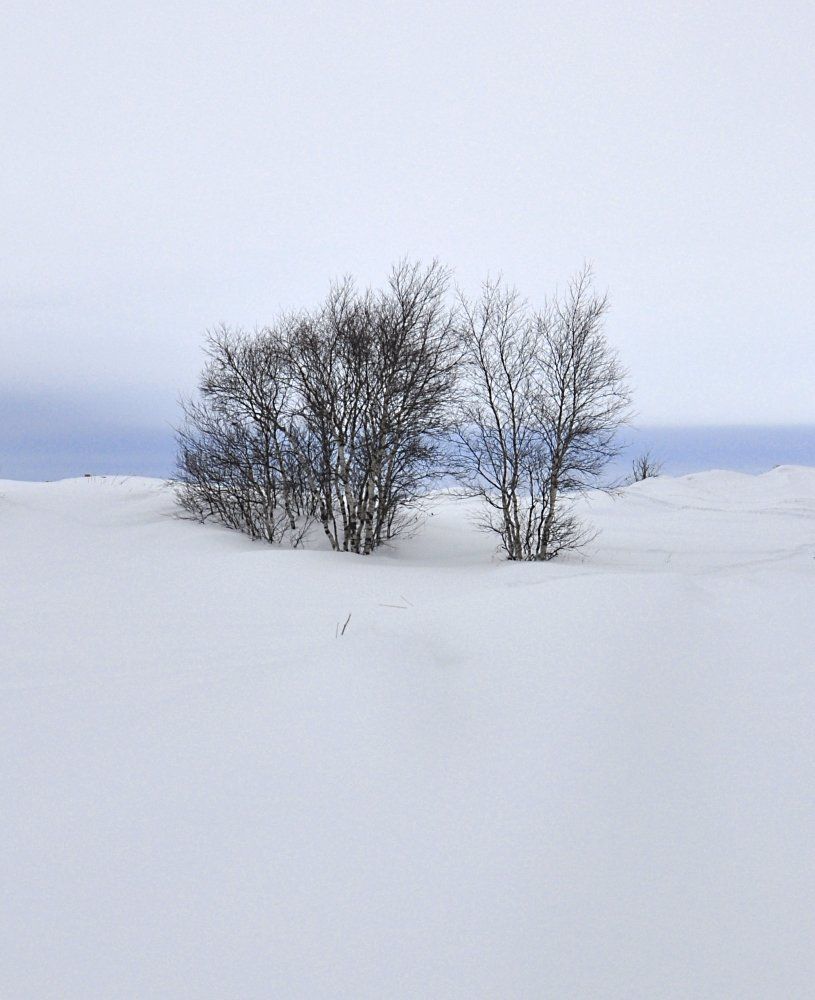 Берёзовая роща