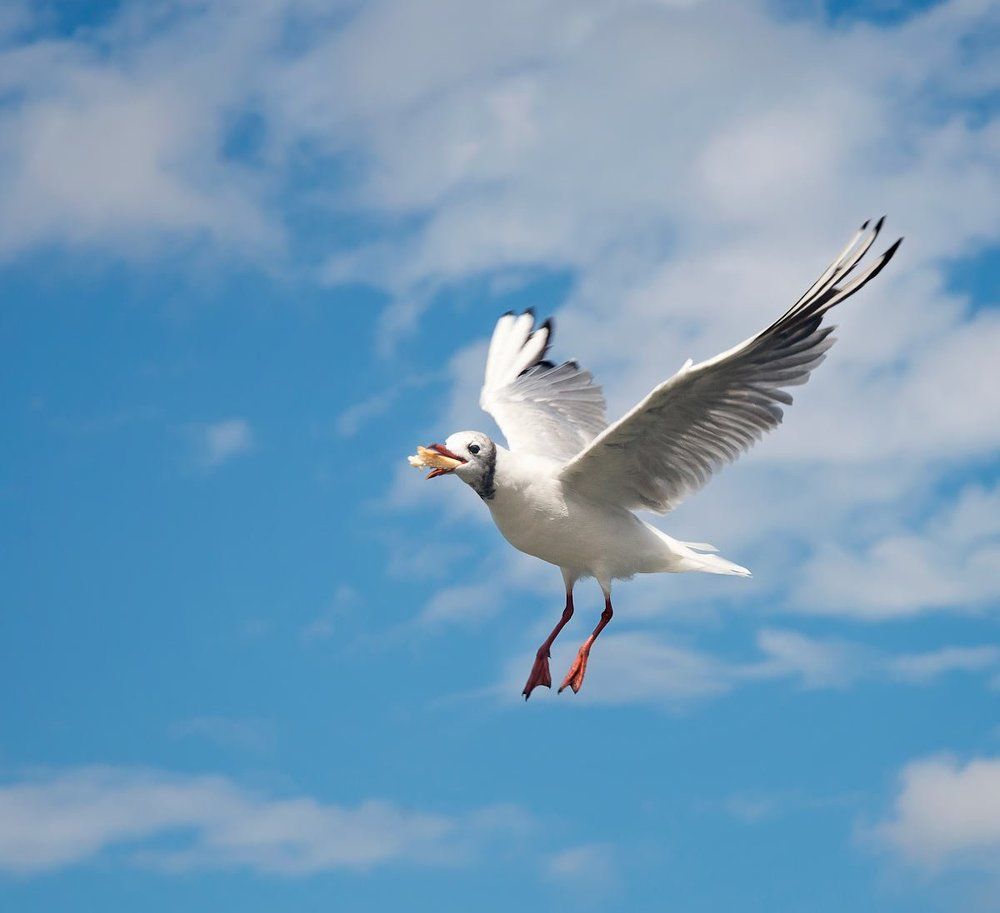 ...где-то Бог послал кусочек хлеба...