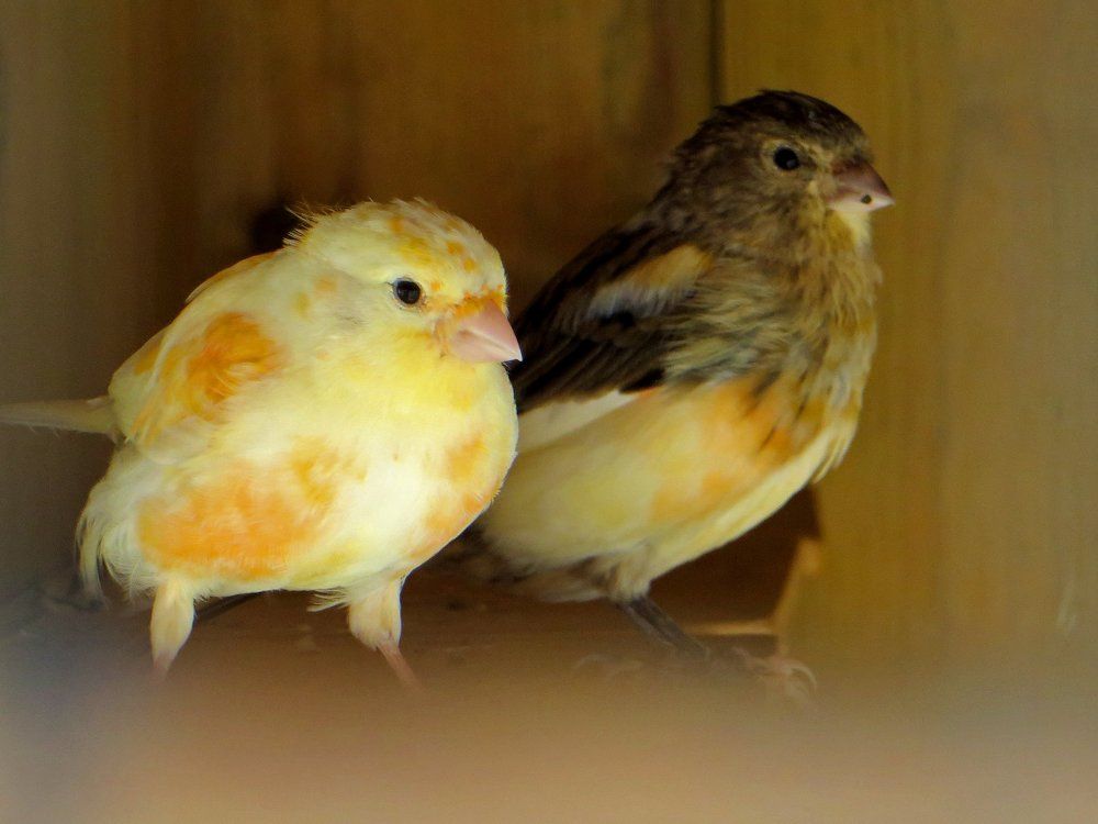 Angry Birds  :) Желтый и Черный ...