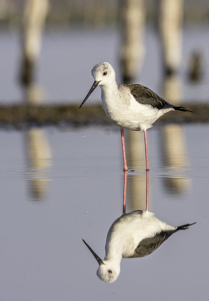 Photograph by Mary Avedissian