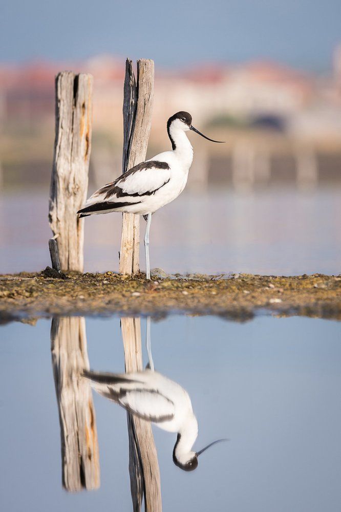 Photograph by Mary Avedissian