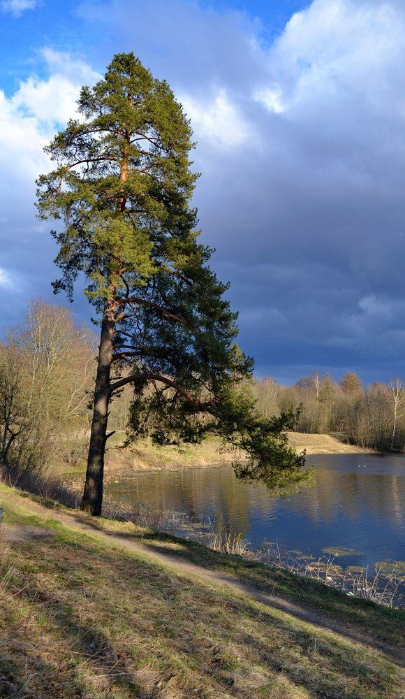 одинокая сосна