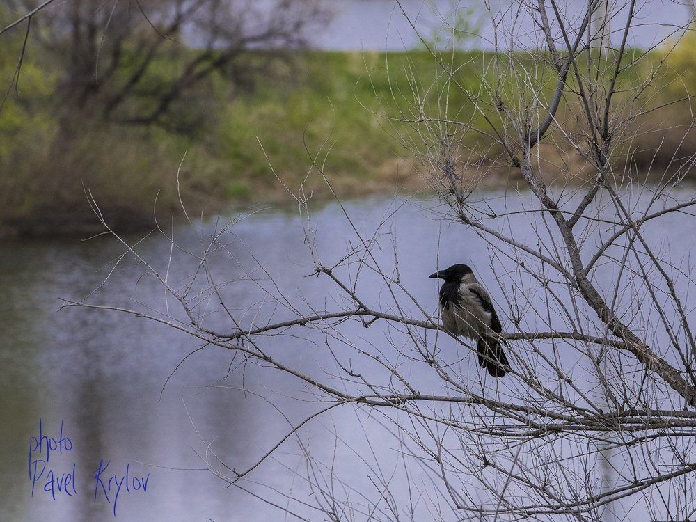 Одинокий ворон