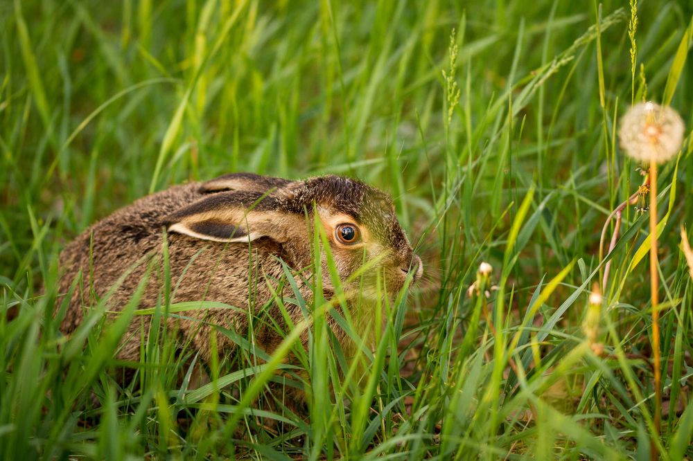 Лесной житель