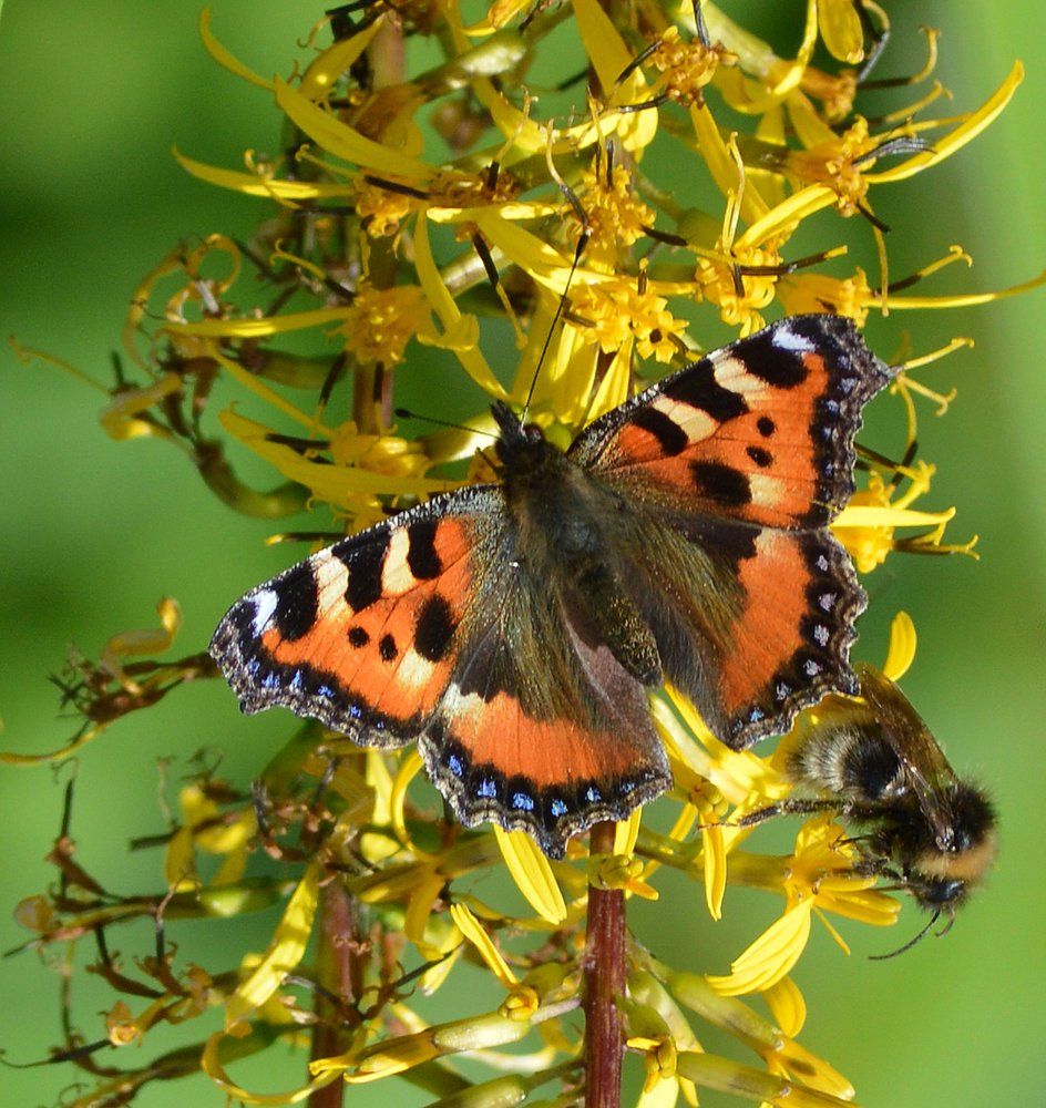 Red admiral butterfly searching nectar