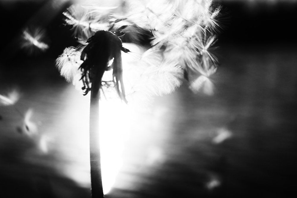 вторая жизнь одуванчика