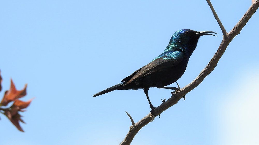 Солнечная птица