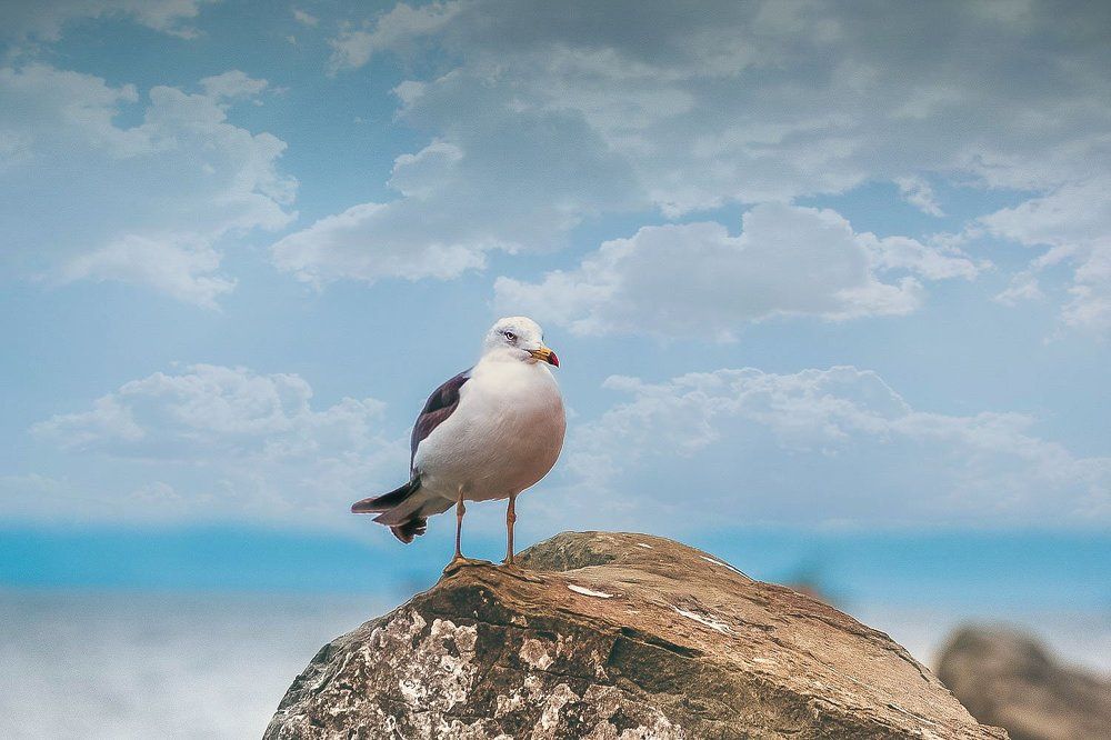 Дальневосточная чайка