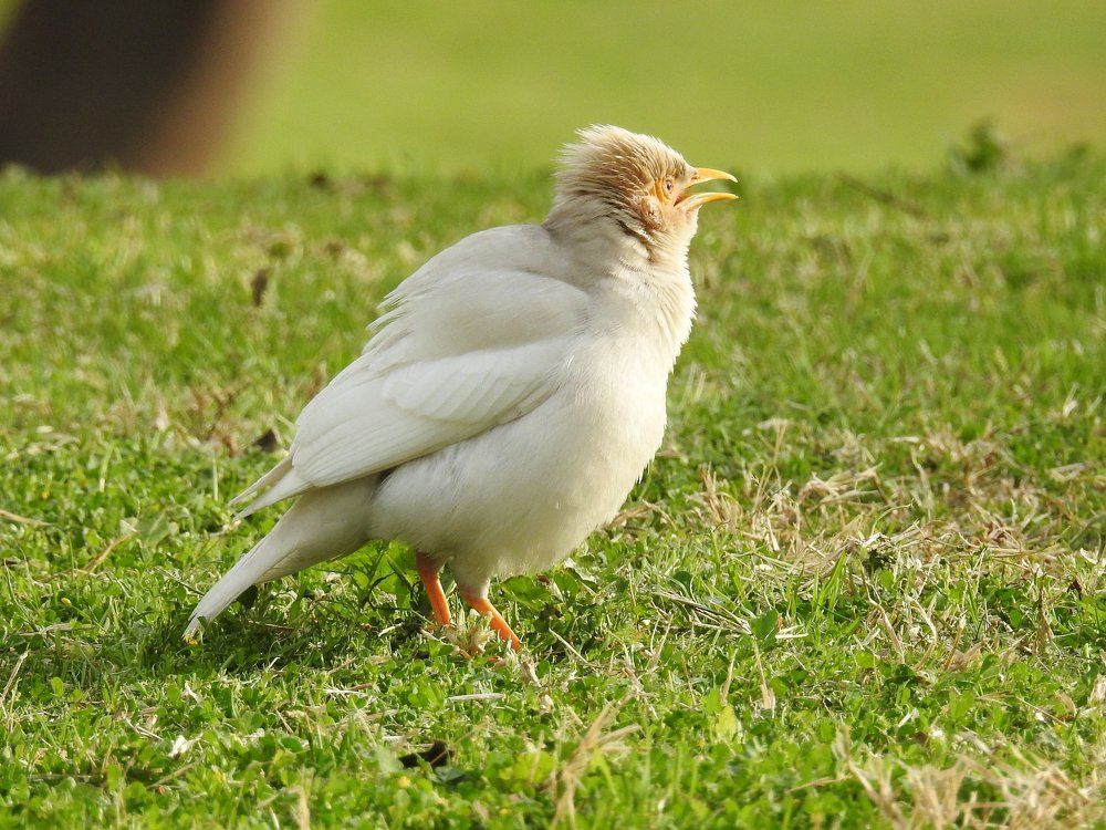 Майна-альбинос