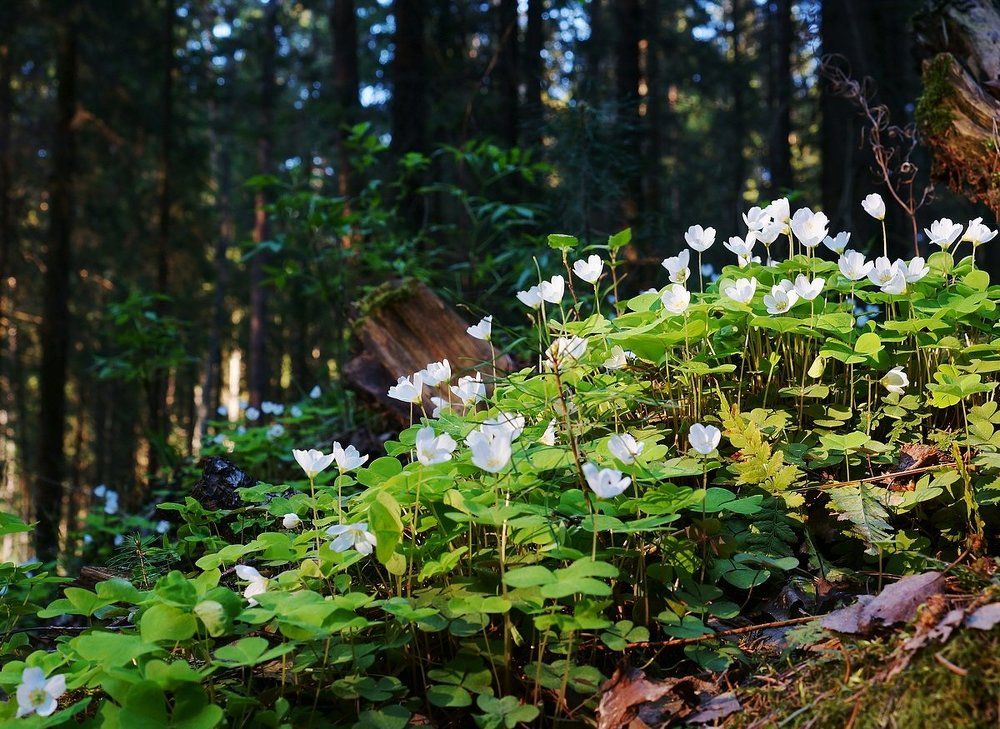 Нежное цветение