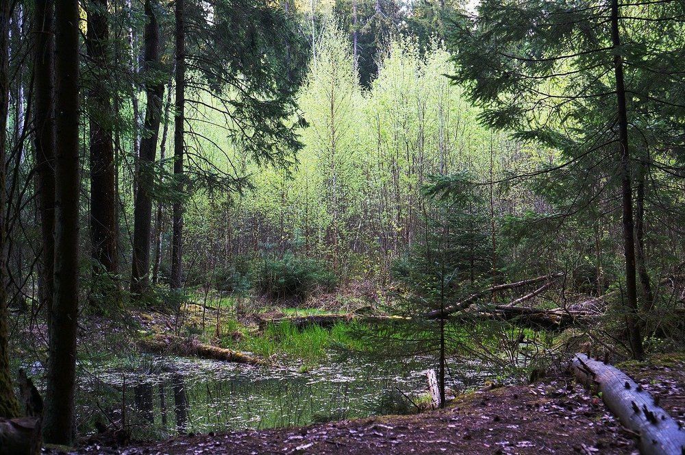 Первая весенняя листва