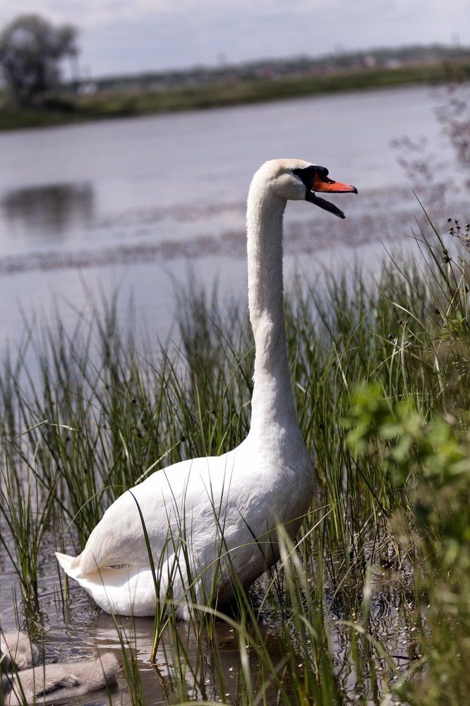 Лебедь возмущен