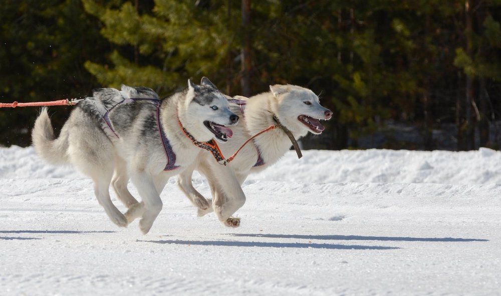 Летящие к цели