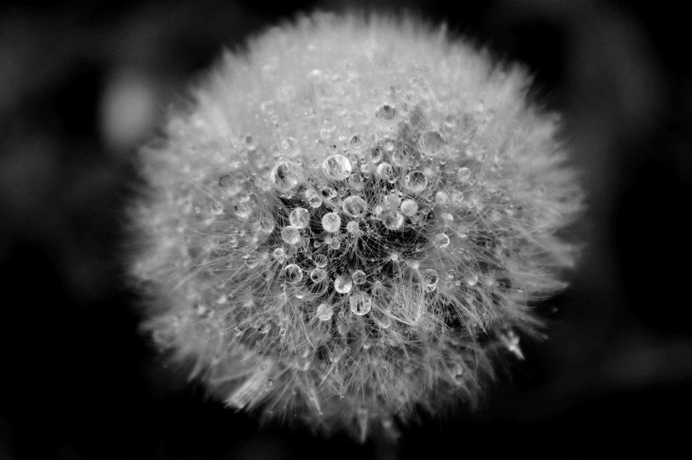 Photograph by Колесник Татьяна