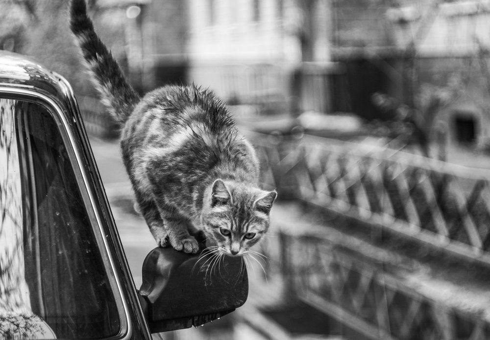 Photograph by Александра Шайдурова