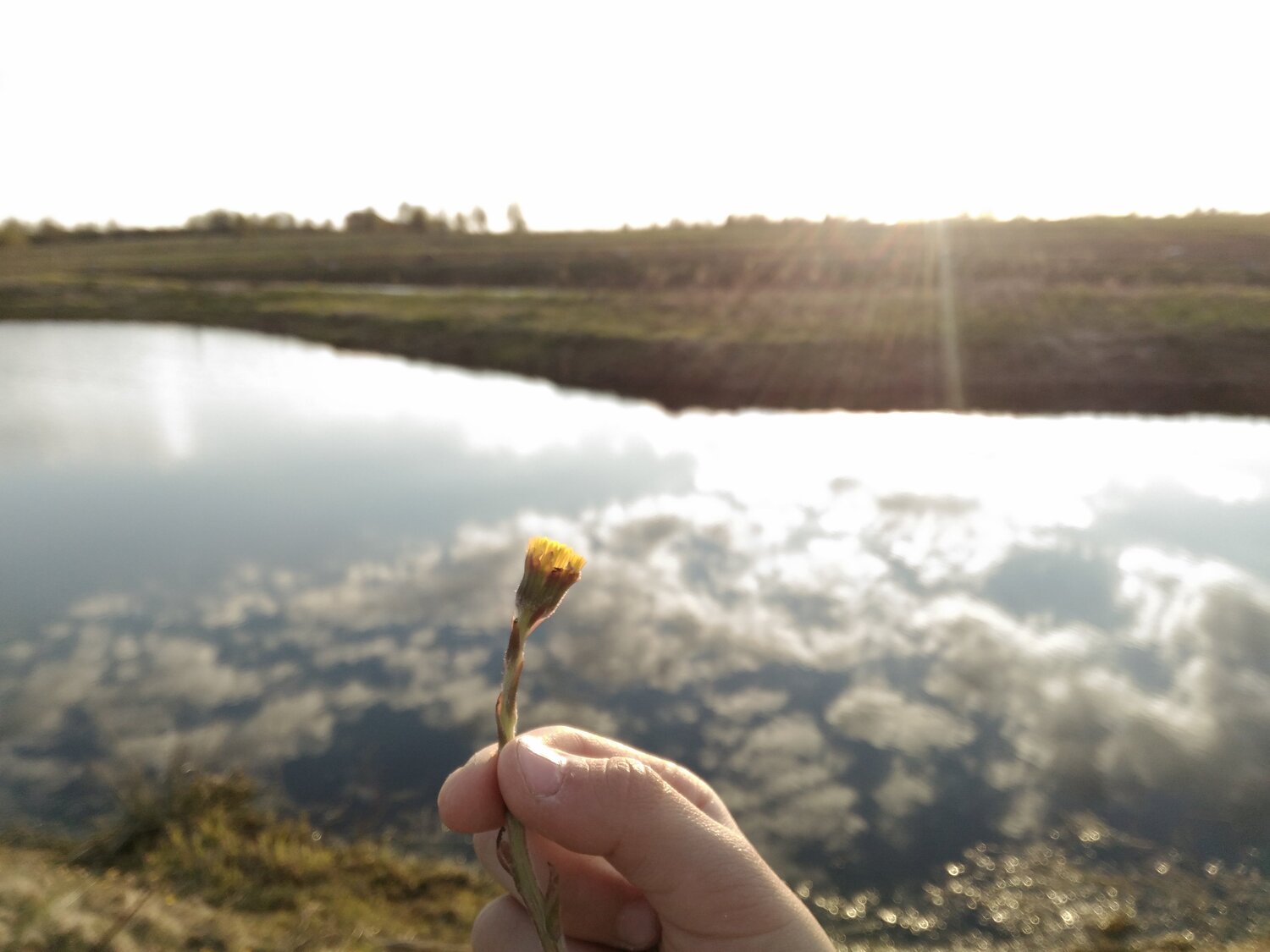 a flower