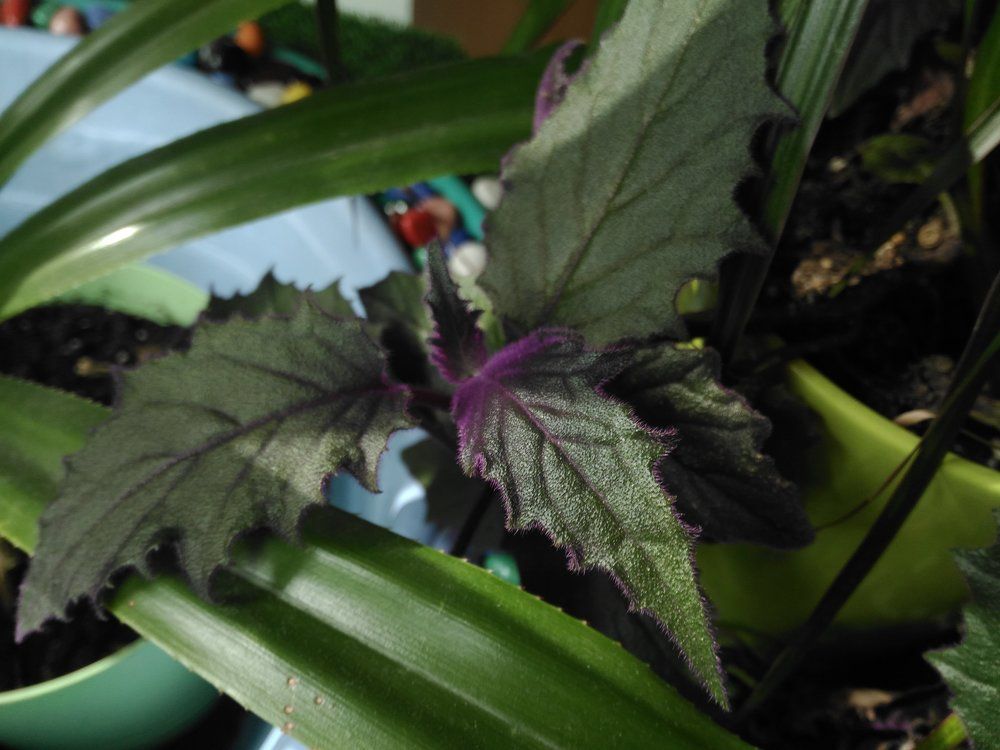 leaves