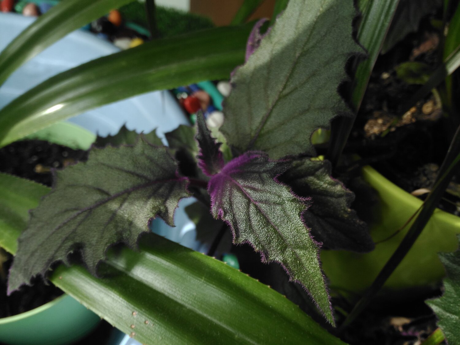 leaves