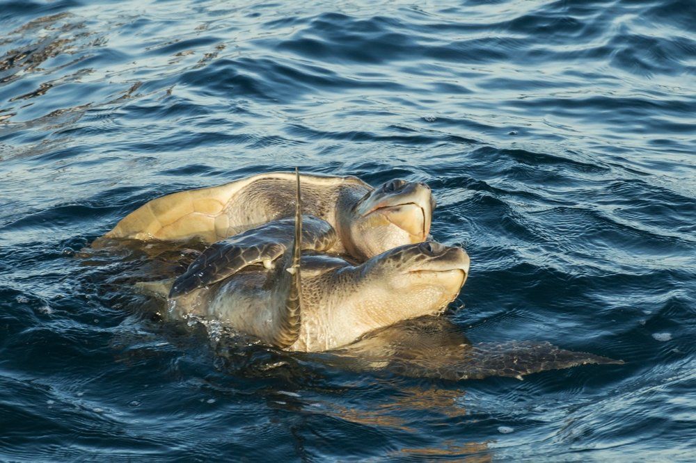 Черепашья любовь
