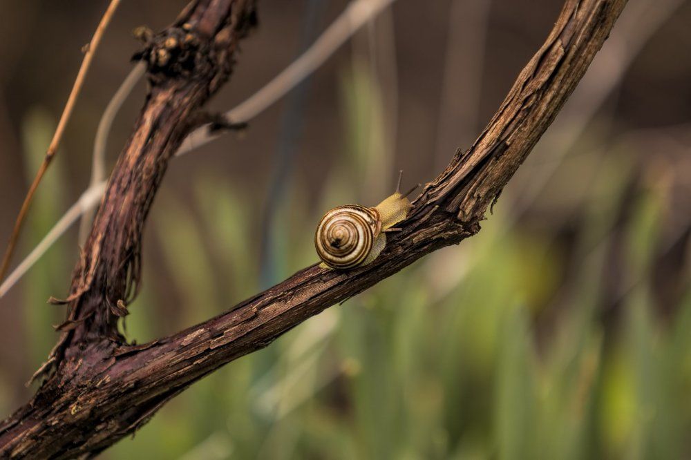 Улитка на лозе винограда