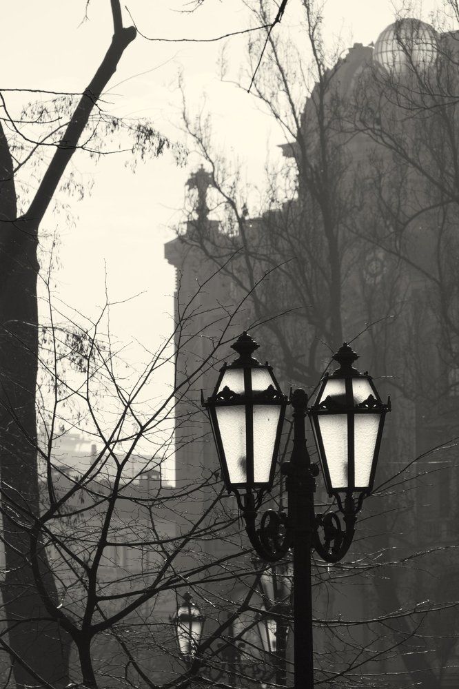 Туманное утро в городском саду