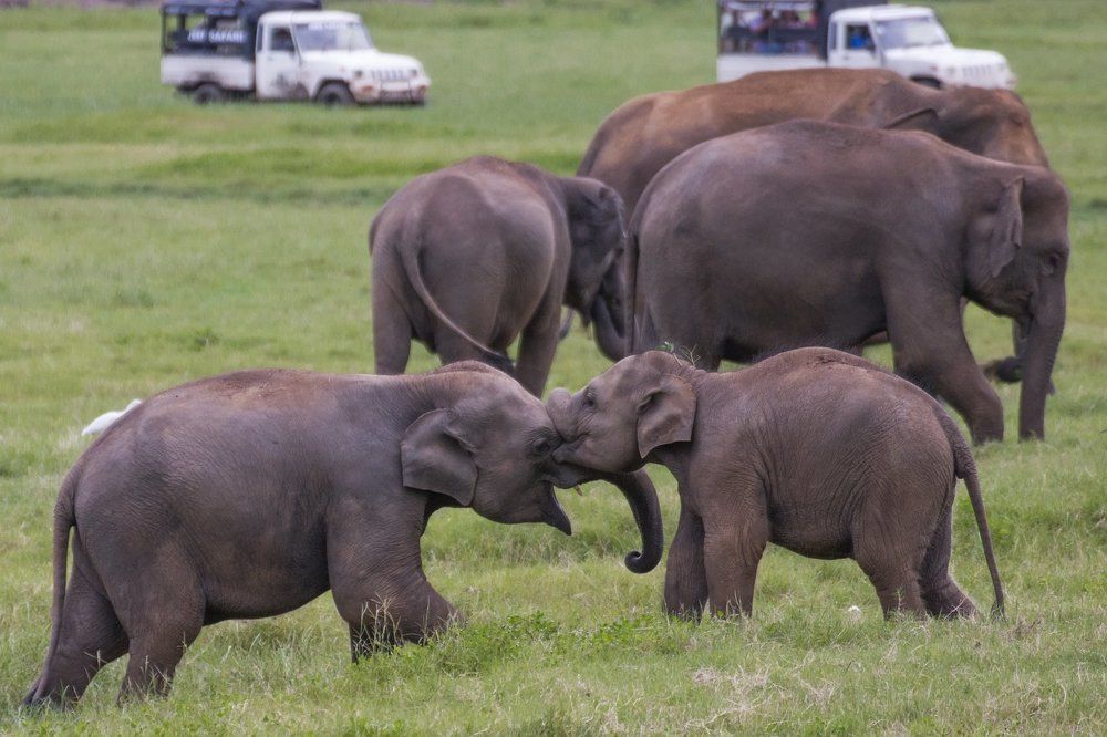 Братская любовь