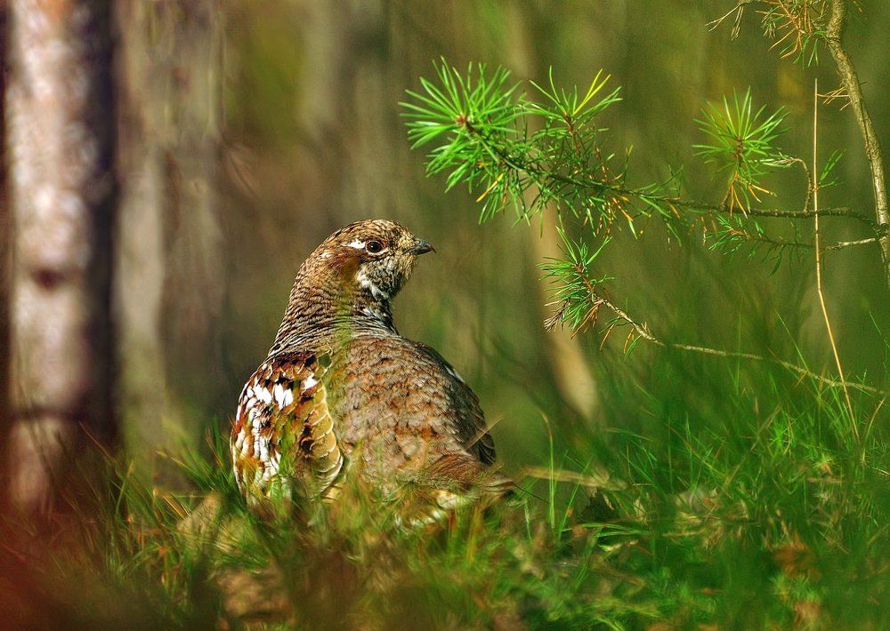 Самочка рябчика