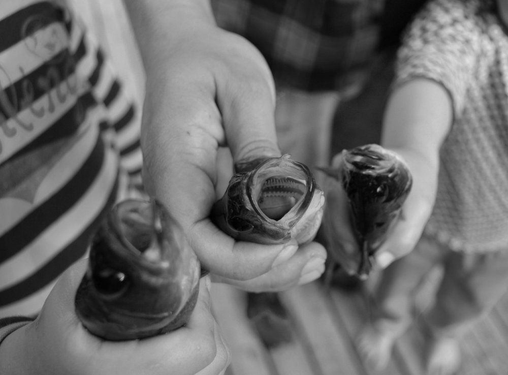 Showing the catch of three perch