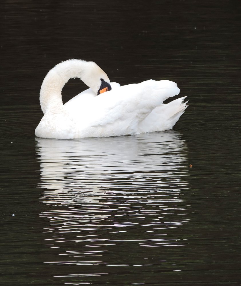 Shy swan