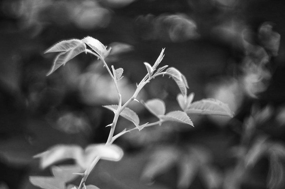 Весенняя контрастность