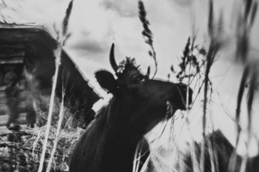 Принаряженная