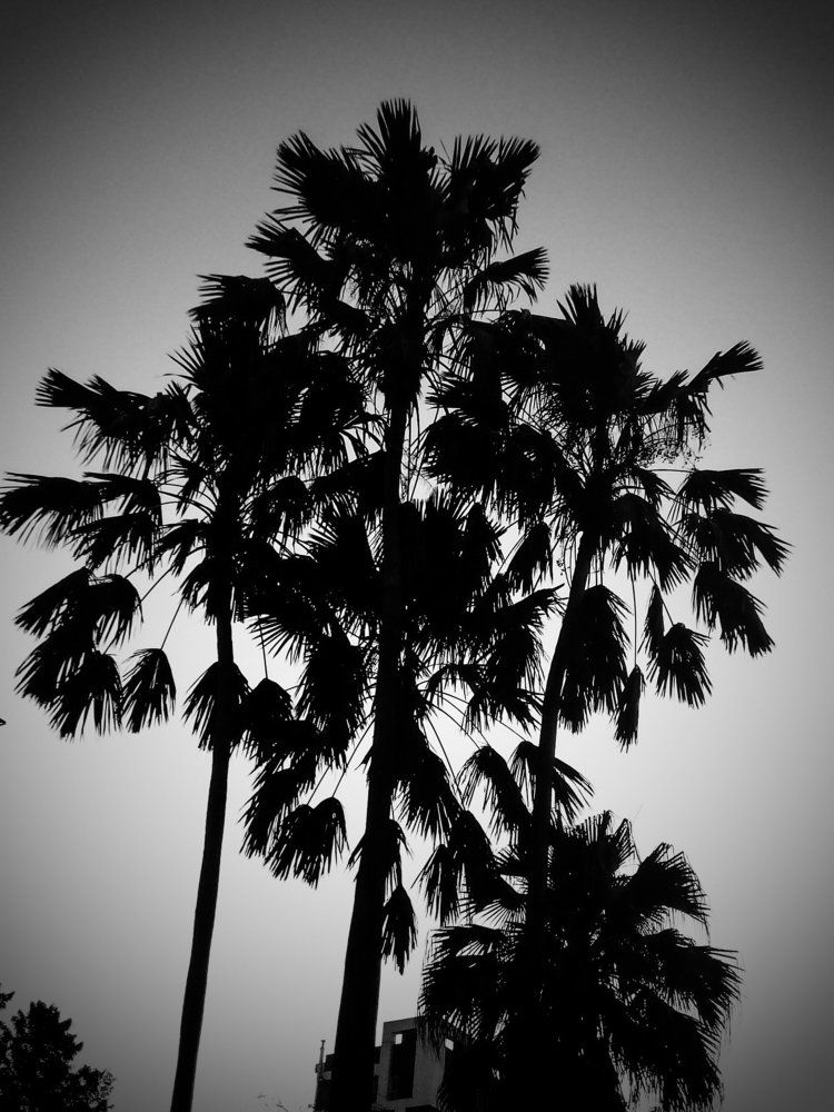 The Dawn of the Rising Sun!