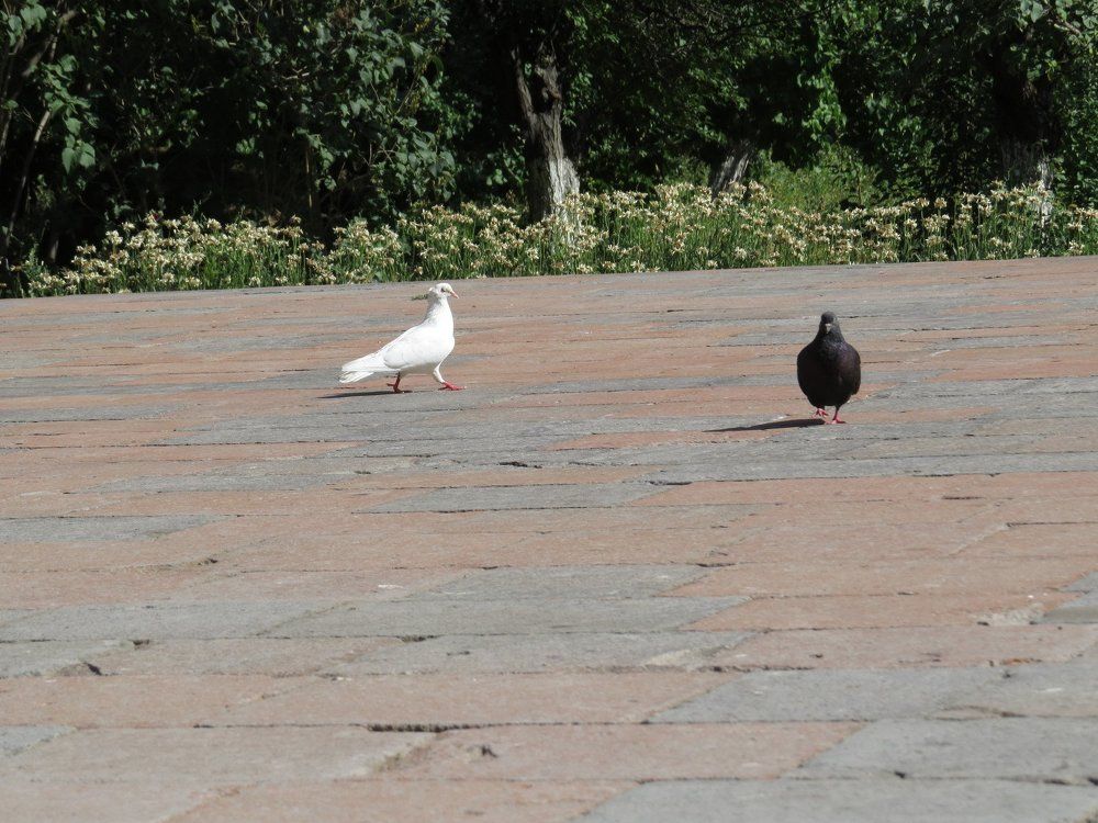 Contrast in Wild Life