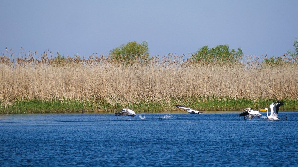 Pelicans taking off