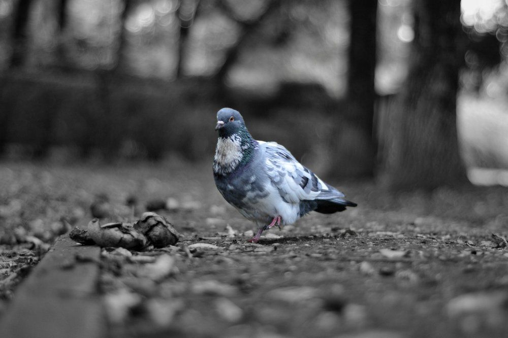 голубь