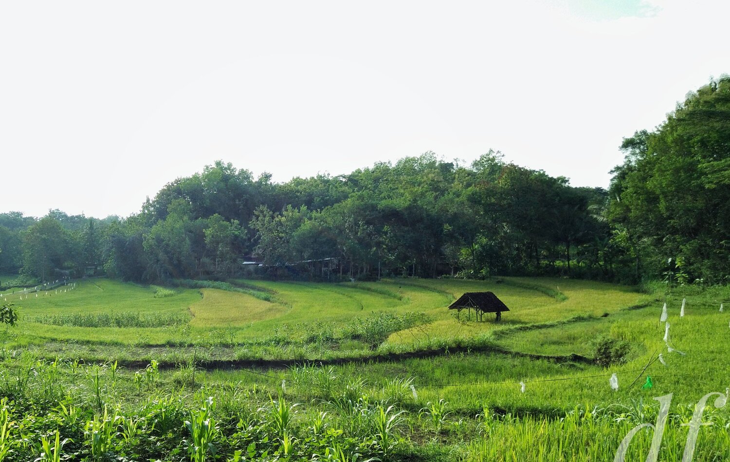 One Paddy Field
