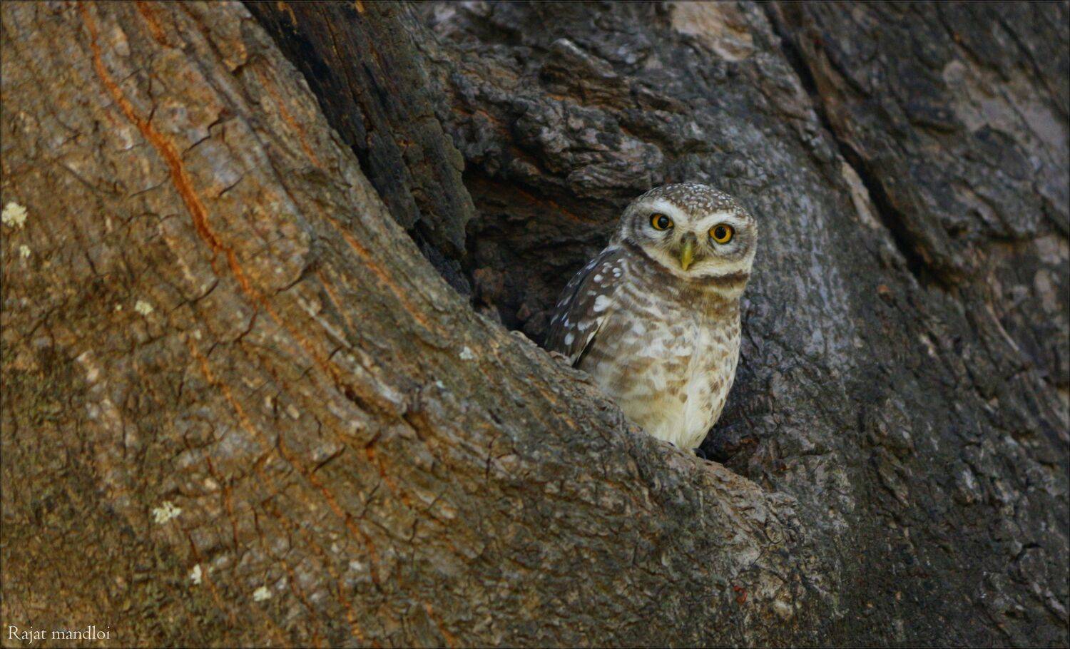 Spotted owlet