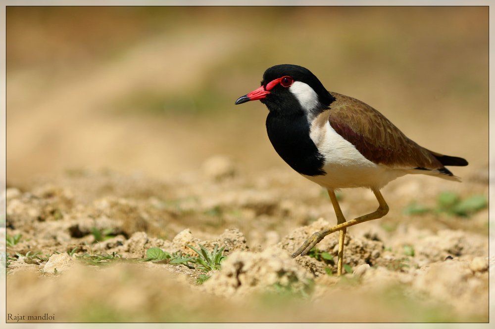 Red wattled Lapwing
