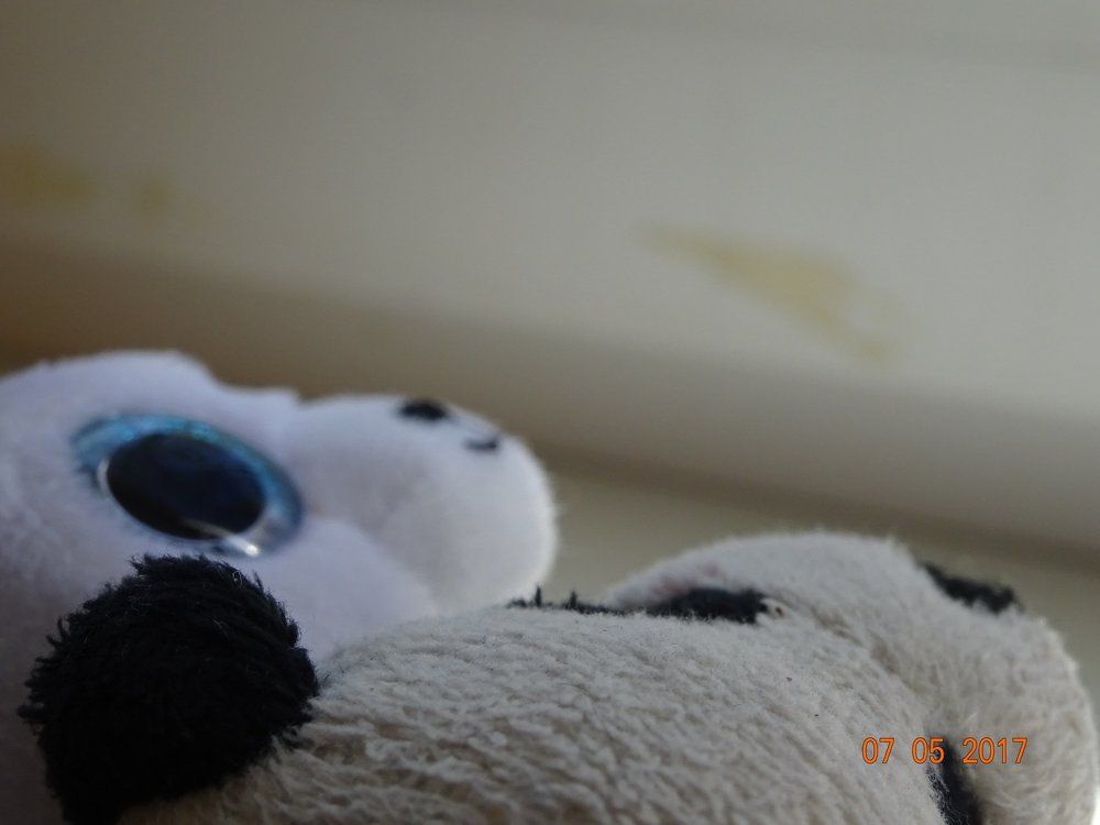 teddy love story